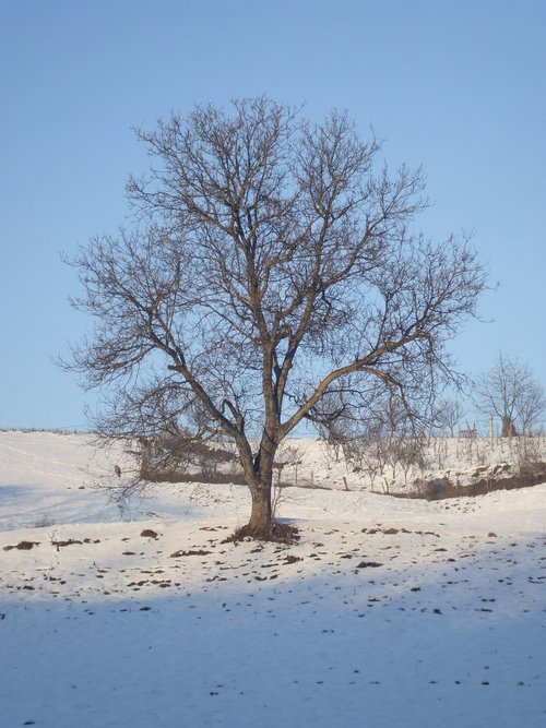 tree  winter  snow