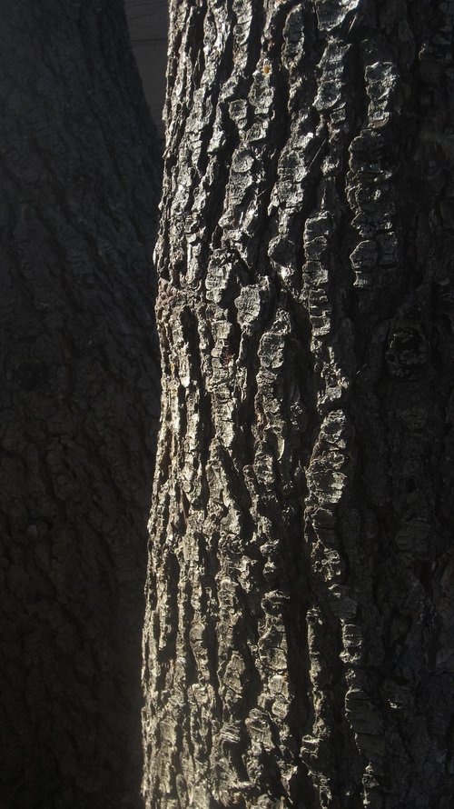 tree  pine  bark