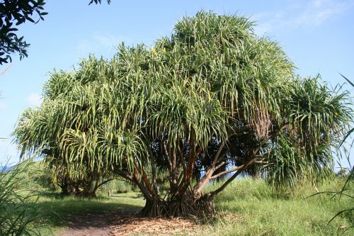 tree tropical hawaii