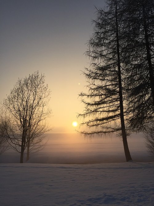 tree  sun  fog