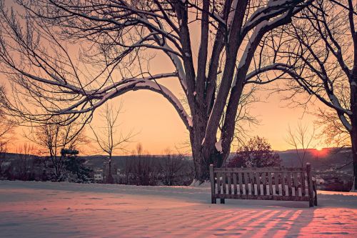 tree bench rest