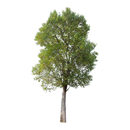 tree  green  isolated