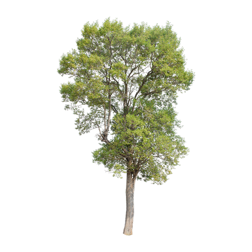 tree  green  isolated