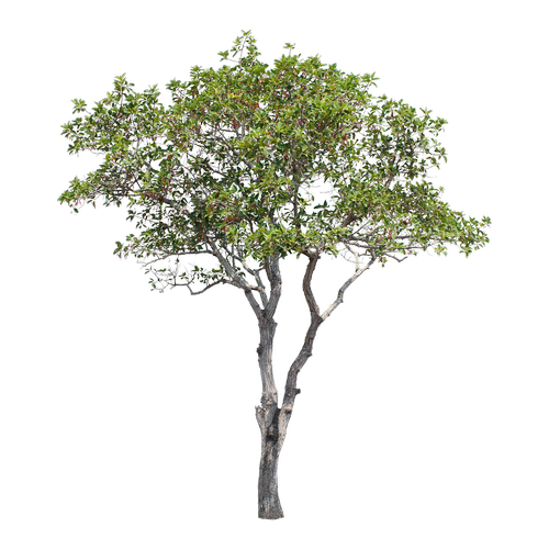 tree  green  isolated