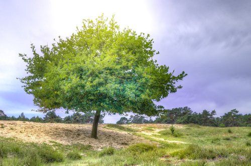 tree  nature  oak