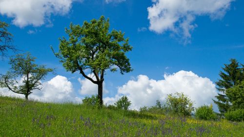 tree nature landscape