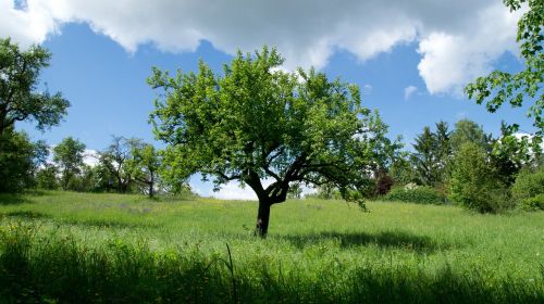 tree nature landscape