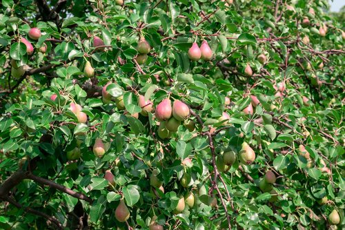 tree  pear  fruit