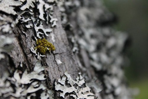 tree  moss  lichen