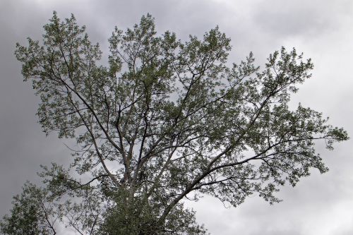 tree branches silhouette