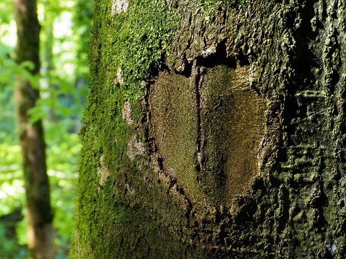tree  bark  heart