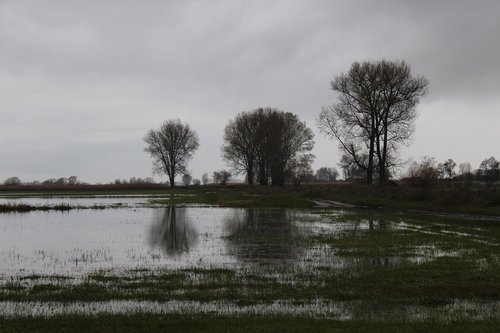 tree  lake  water