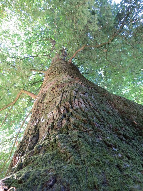 tree  leaves  nature