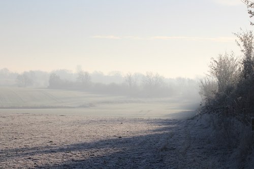 tree  frost  mist