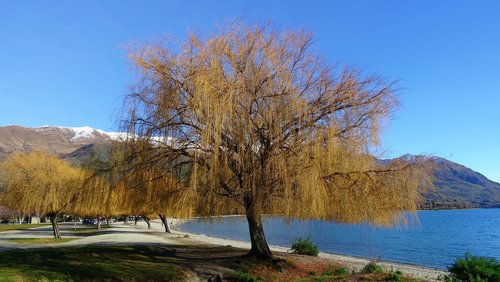 tree  lake  new zealand