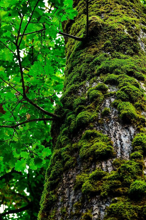 tree  green  wood