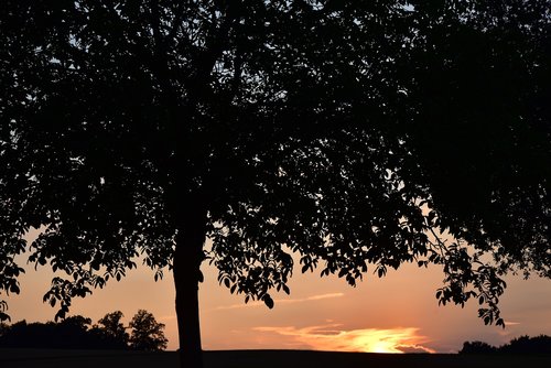 tree  sunset  nature