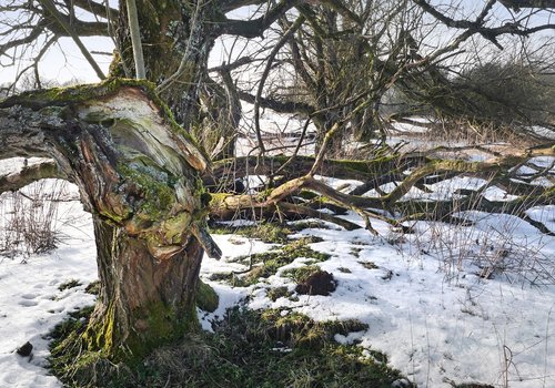 tree  winter  nature