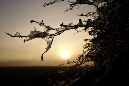 tree  nature  silhouette