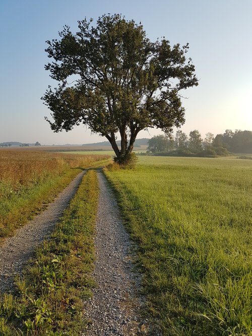 tree  away  grass