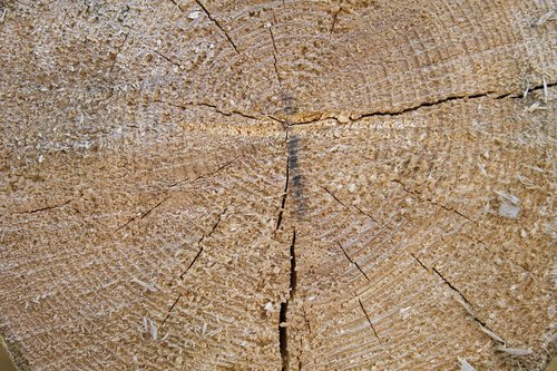 tree  texture  pine