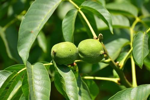 tree  walnut  nature