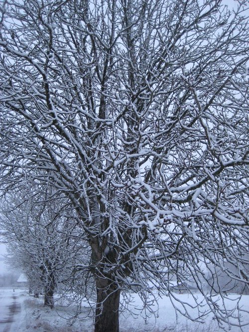 tree  snow  winter