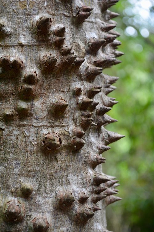 tree  bark  nature