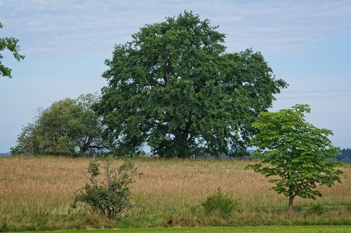 tree  individually  summer