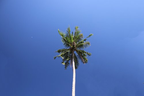 tree  sky  nature