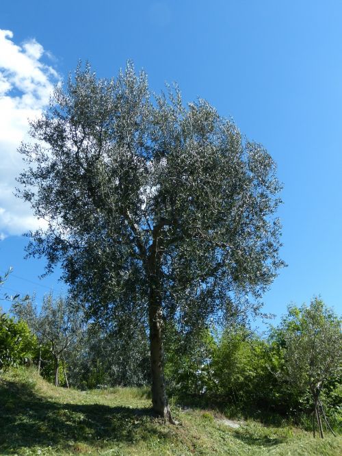 tree olive tree olea europaea