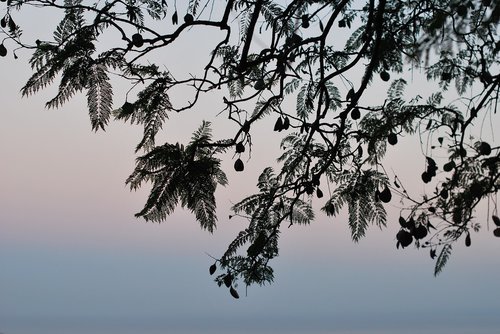 tree  silhouette  sunset