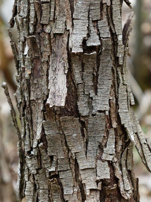 tree bark dry