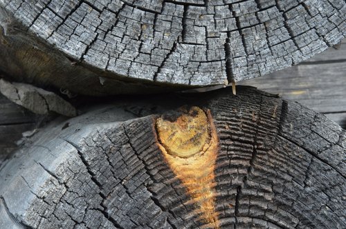 tree  texture  wood