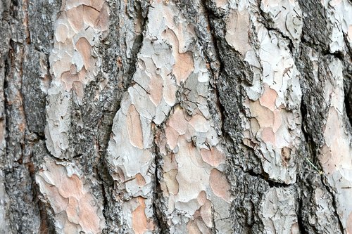 tree  trunk  variegated