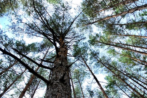 tree  forrest  sky