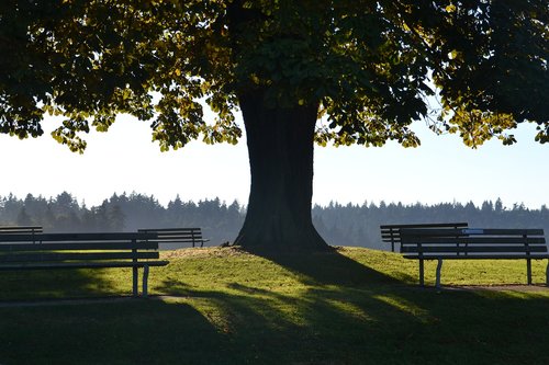 tree  shade  nature