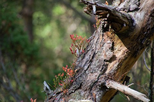 tree  stump  fallen