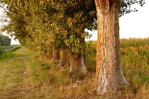 tree  field  nature