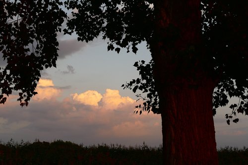 tree  the sky  sky