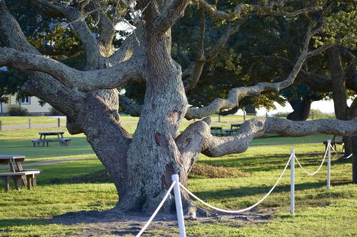 tree  park  nature