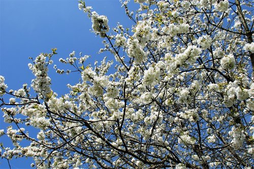 tree  blossom  bloom