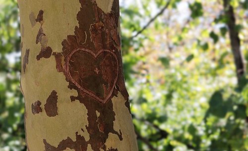 tree  heart  love