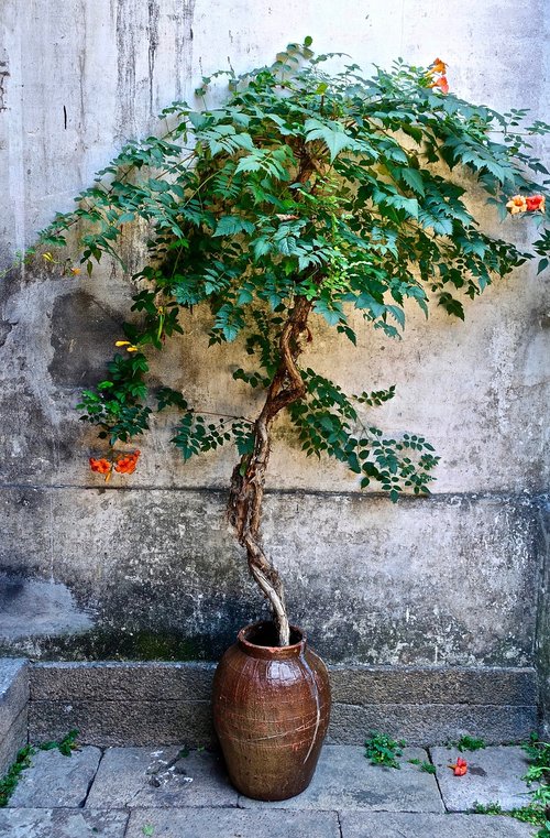 tree  bonsai  pot