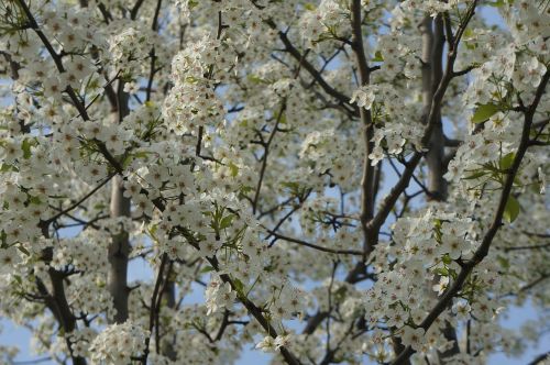 tree white buds white blossoms