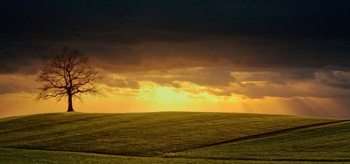 tree  hill  field