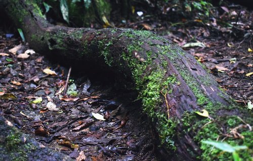 tree  trunk  moss
