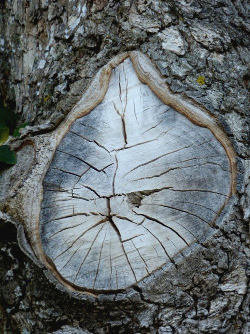 tree  trunk  node