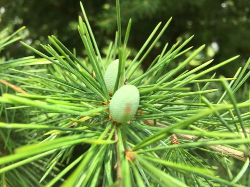 tree  needle  pine