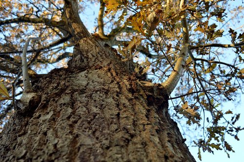 tree  bark  high